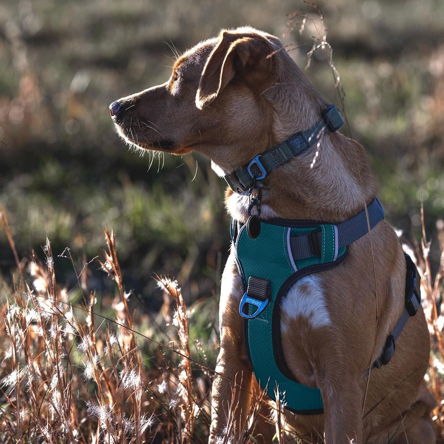 AdventurePro XL Dog Harness