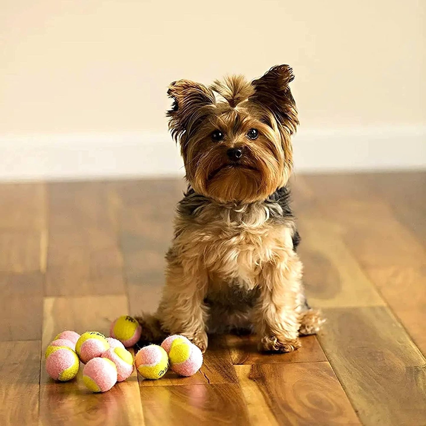 Mini Puppy Tennis Balls