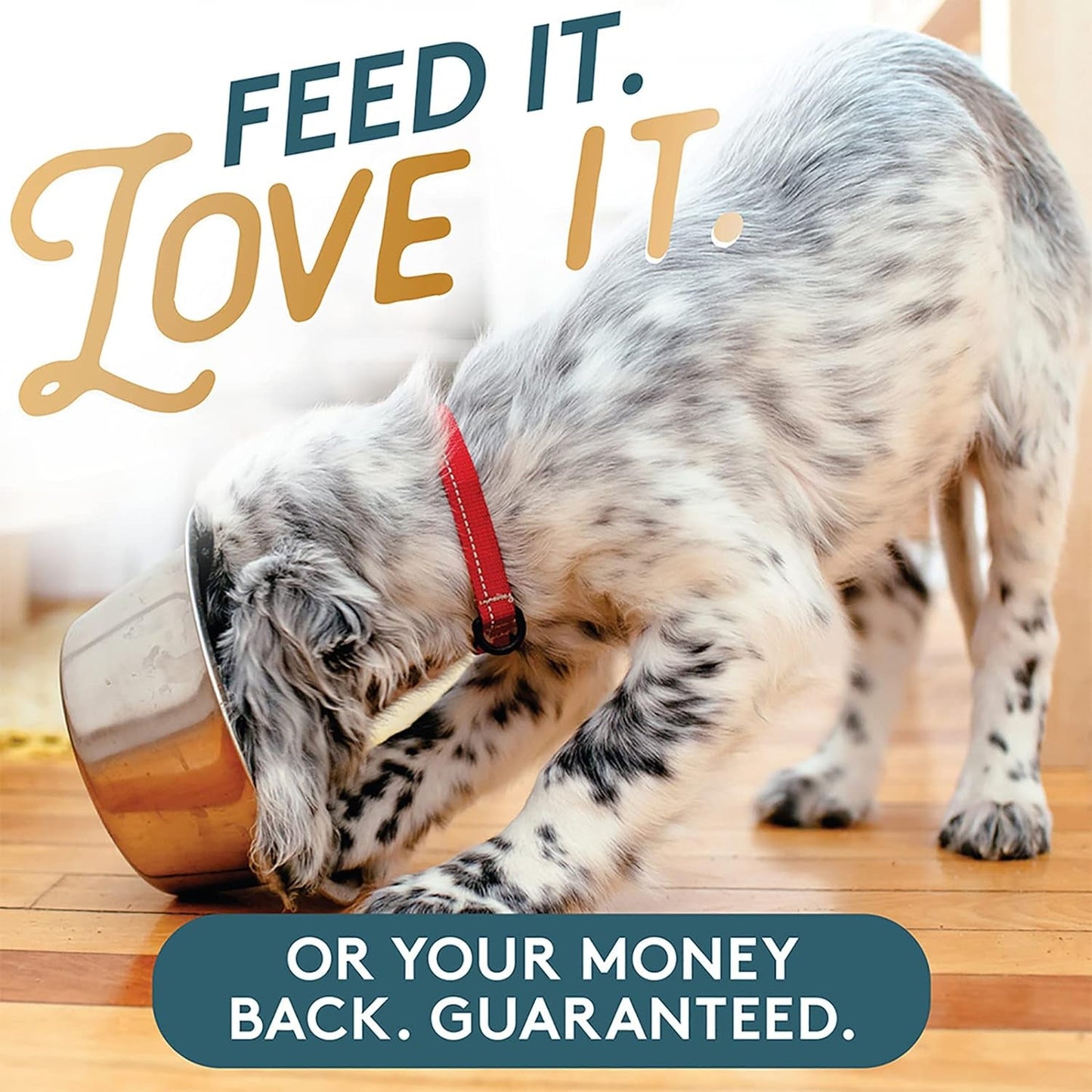 Gut Health Dog Powder