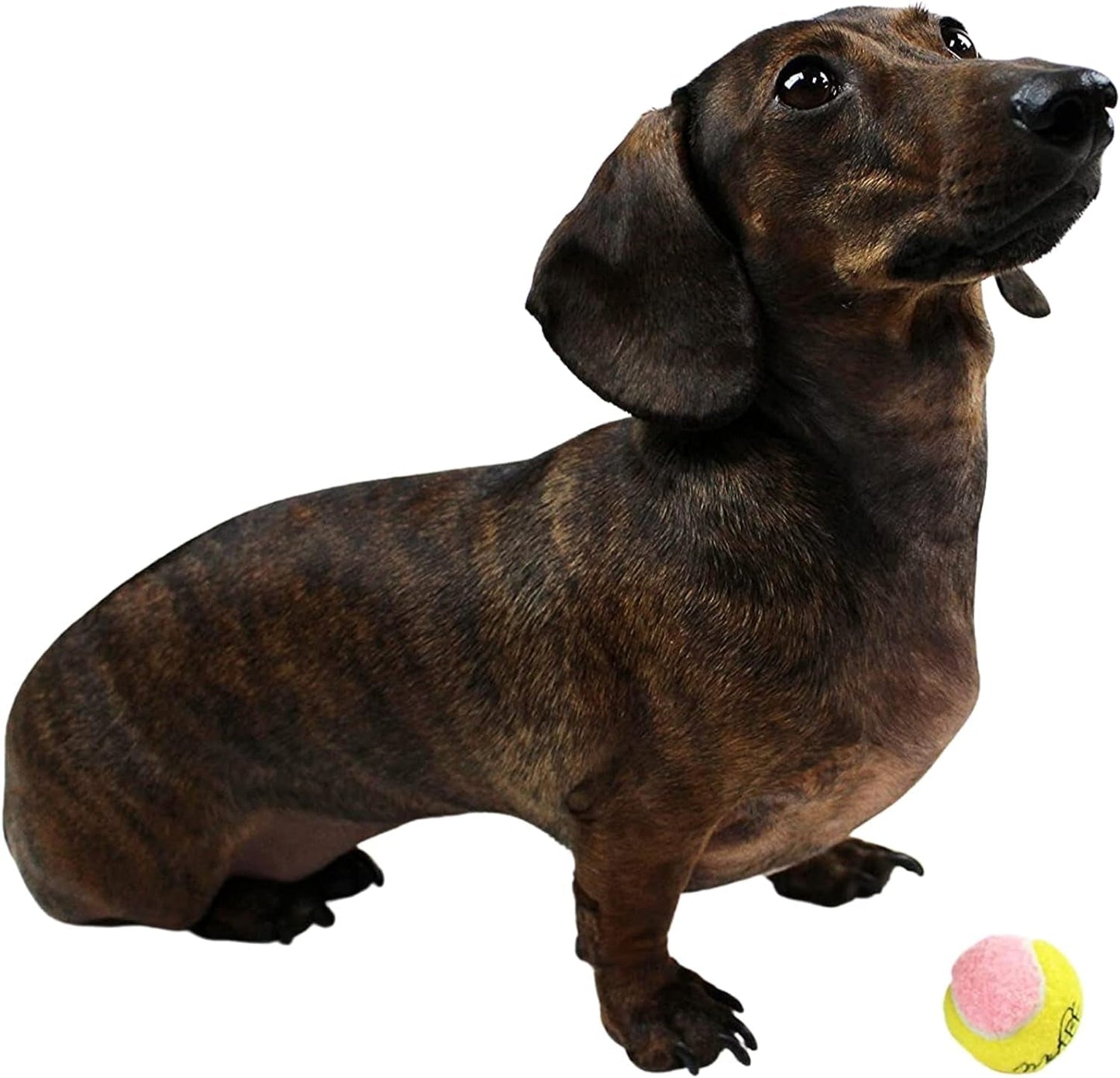 Mini Puppy Tennis Balls