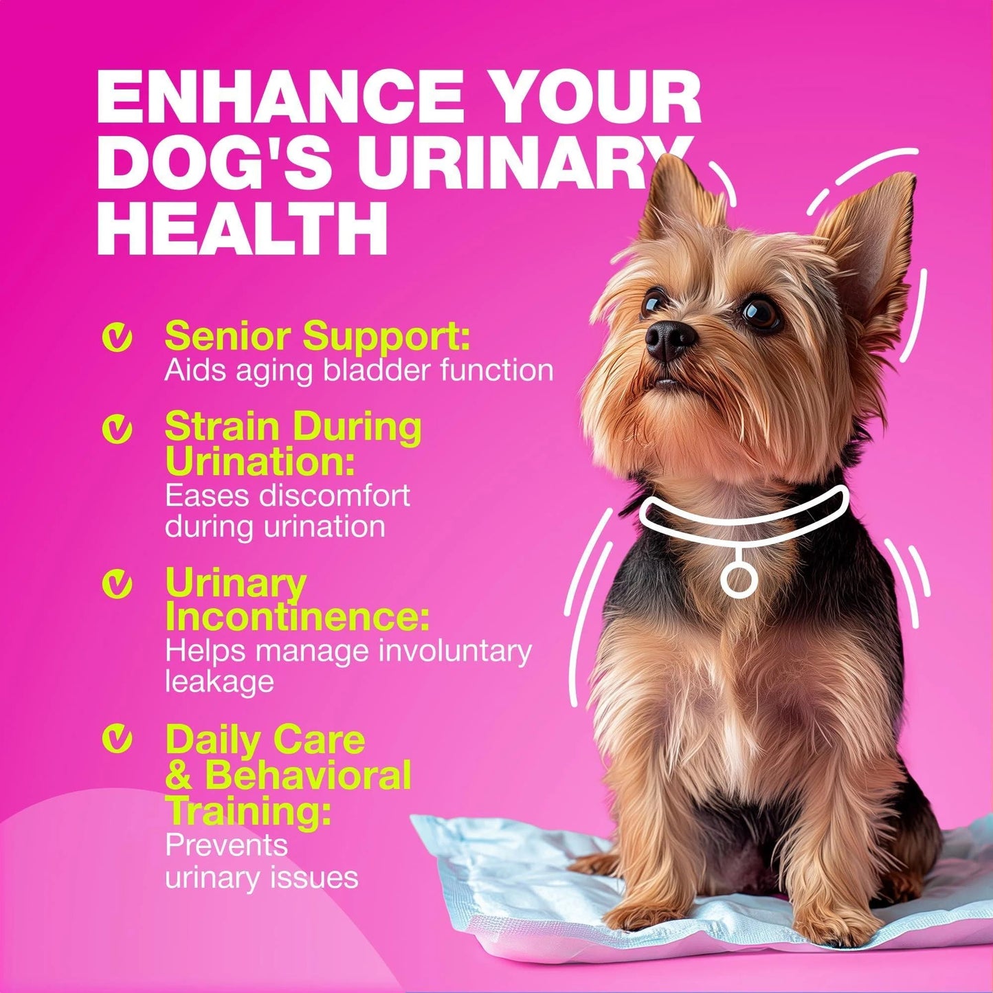 Kidney & Bladder Dog Supplement
