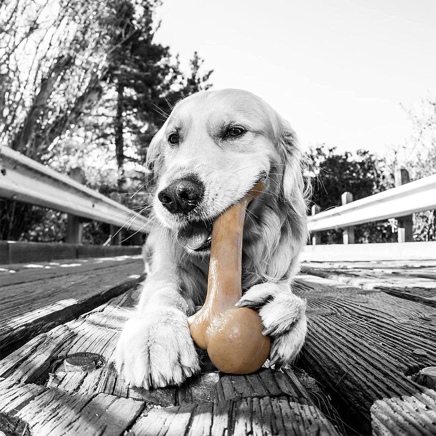 Dinosaur Barkbone - Tough Nylon Chew