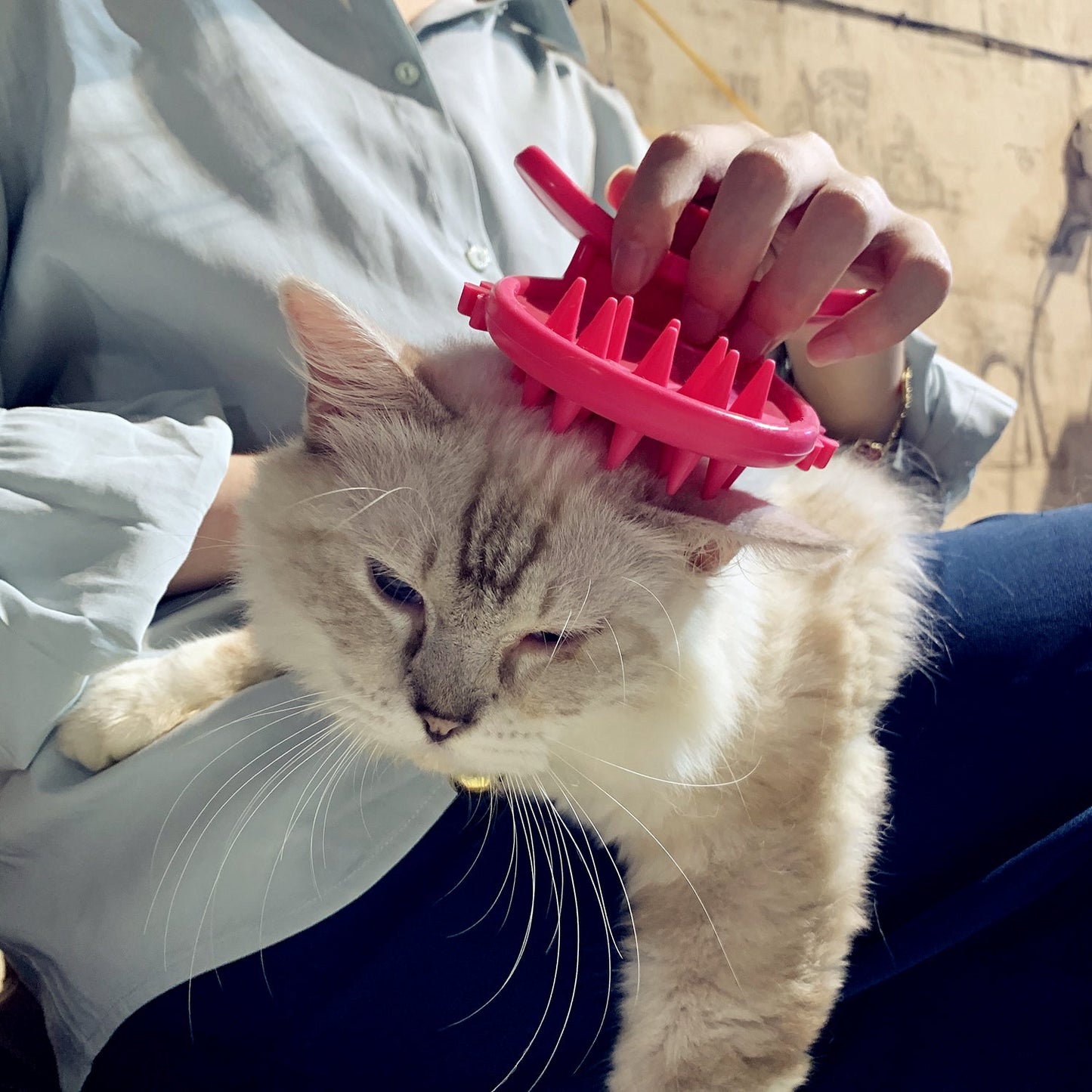 Surprise Kitty Grooming Gift