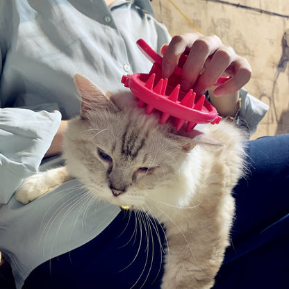 Surprise Kitty Grooming Gift