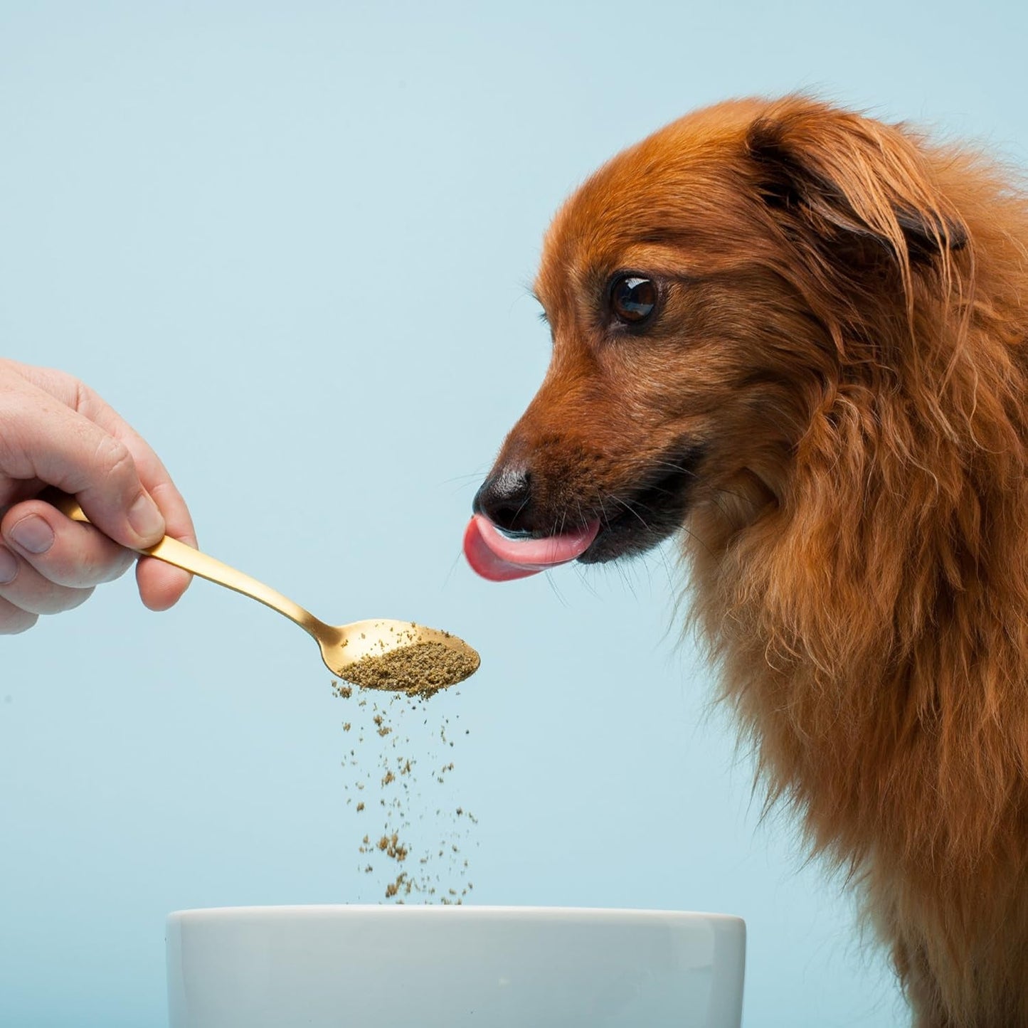 Gut Health Dog Powder